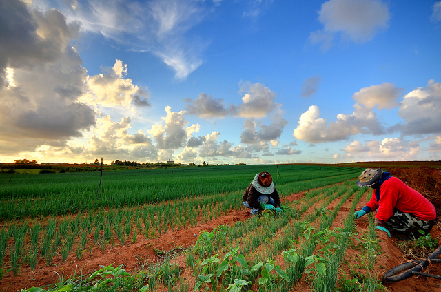 How To Get On The Farm Work Programme In Jamaica