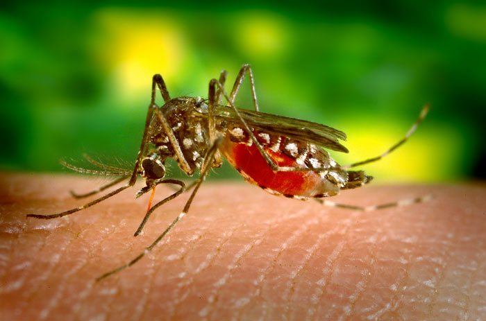 No Cases Of Yellow Fever In Jamaica! image-31006