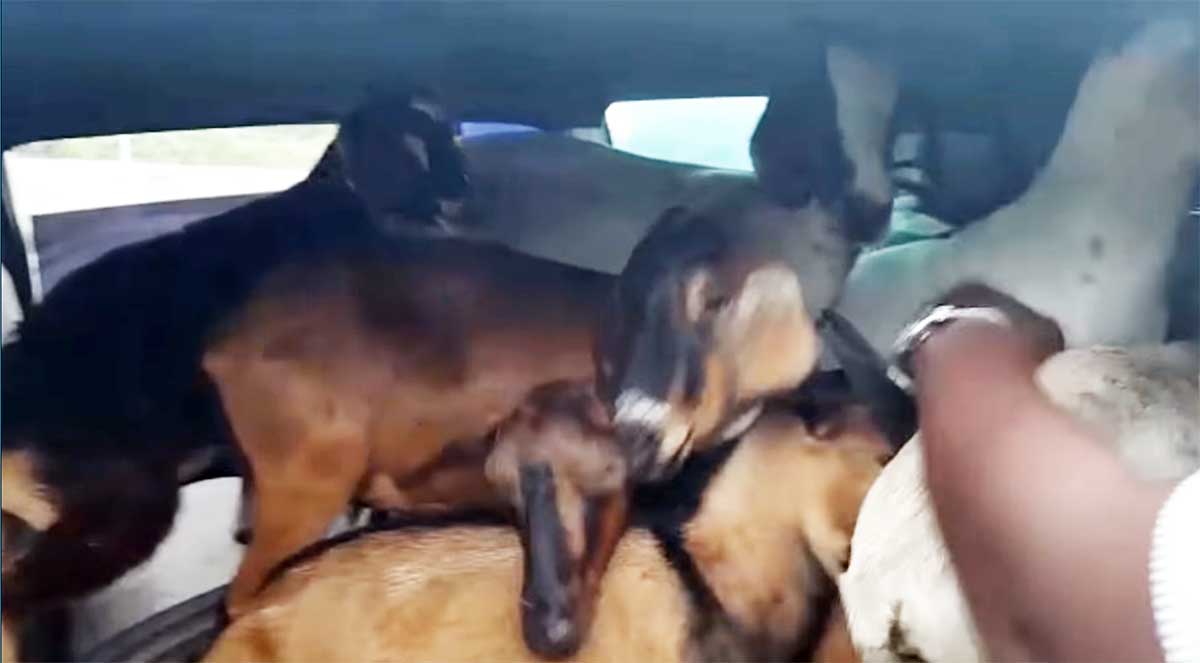 Police Recover Stolen Goats in Clarendon image-31340
