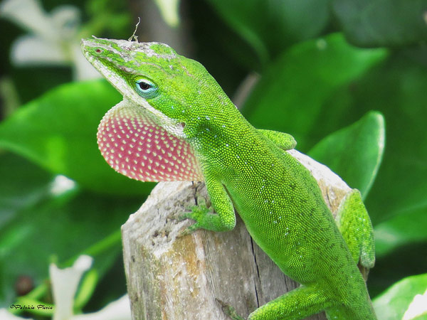 Are you Afraid of Lizards?