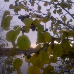 black berries