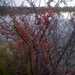 berries in canada