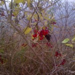 canadian berries