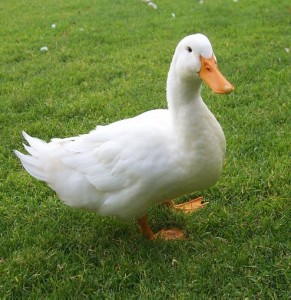 duck pictures