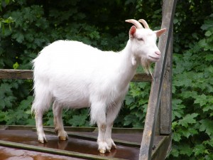 pretty goat, most beautiful goats, furry goats 