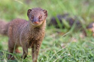Mongoose, mongoose vs snake, mongoose meat