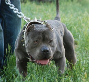 pit bull attacks people in Jamaica mechanic toddler