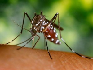 mosquito virus in the Caribbean chikungunya dangerous deadly