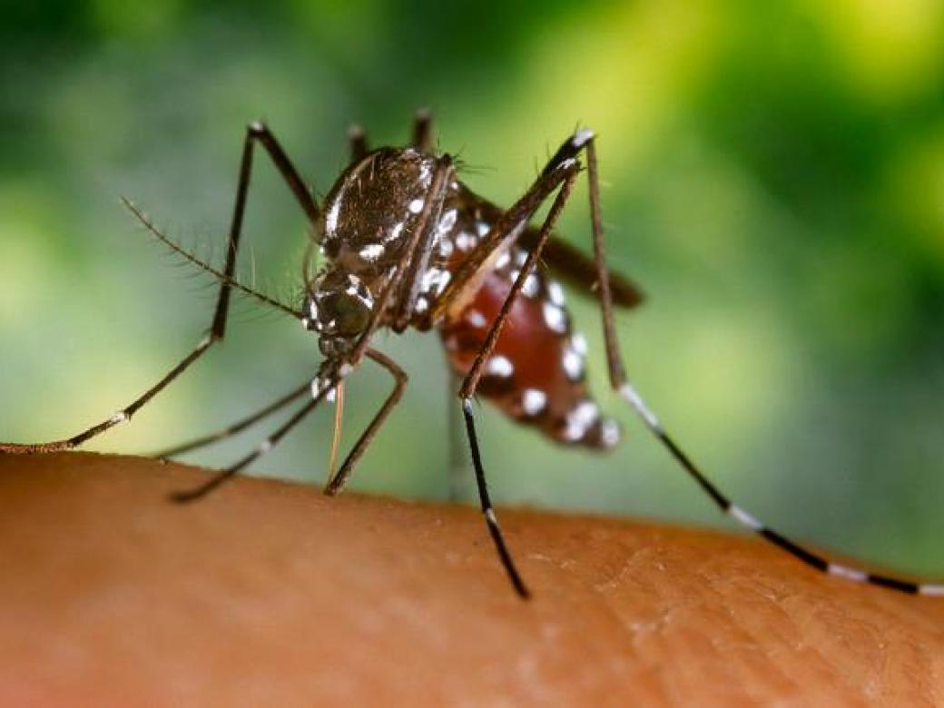 mosquito virus in the Caribbean chikungunya dangerous deadly