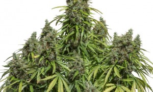 legalize marijuana in Jamaica will not help the poor marginalized political system