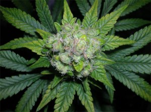 legalize marijuana ganja in Jamaica billions of dollars big industry make money from weed