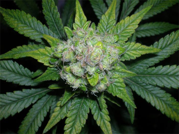 legalize marijuana ganja in Jamaica billions of dollars big industry make money from weed