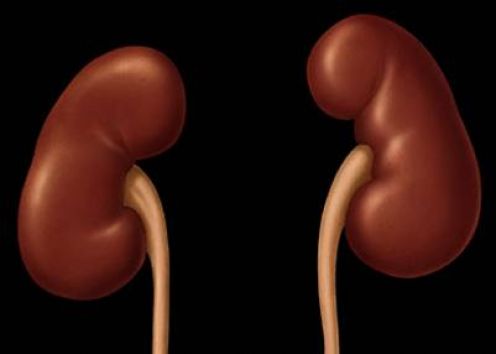donate kidney to my mother safe