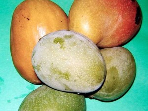 Rohan Smith 30 days in Prison for stealing mangoes