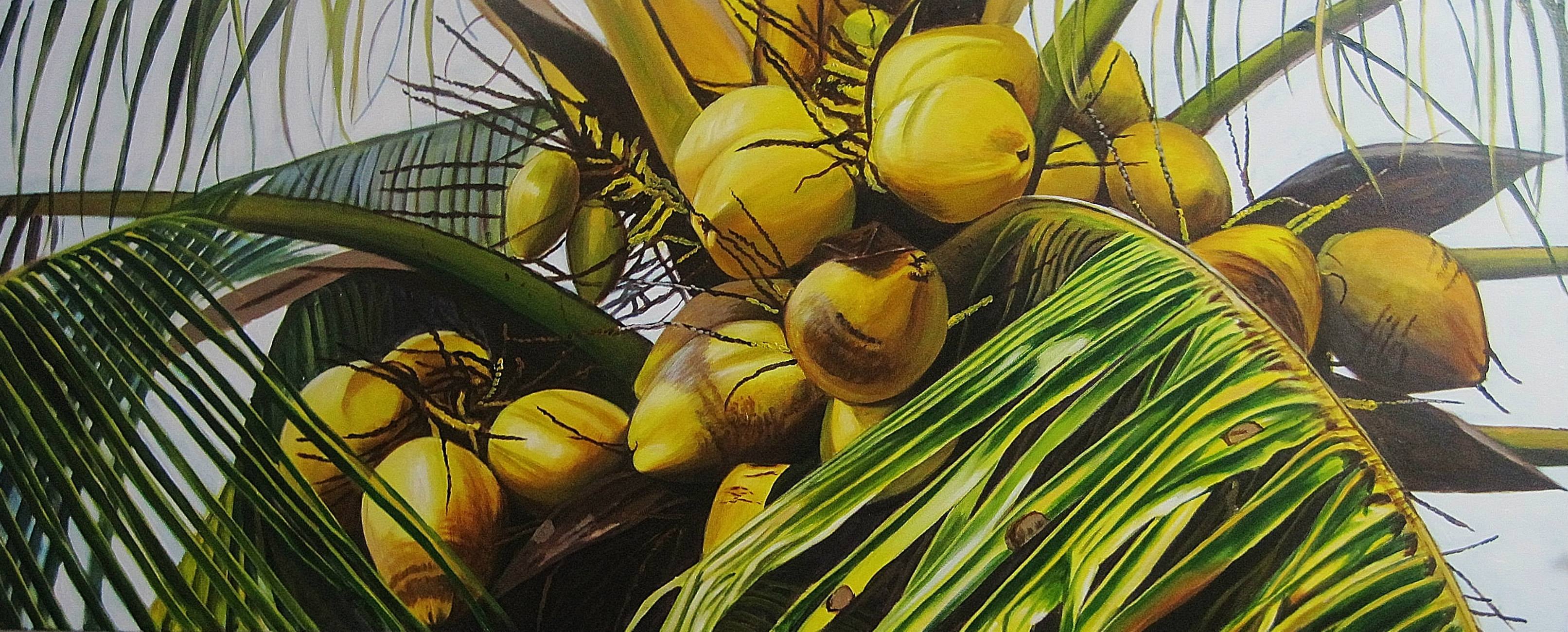 Painting illustration of coconuts