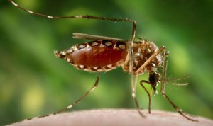 viral infections that cannot be treated
