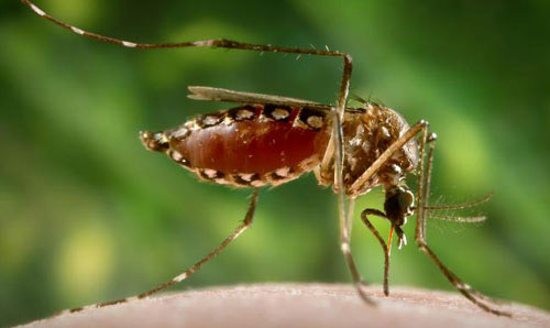 viral infections that cannot be treated