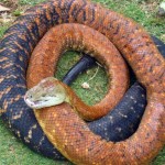 are snakes in Jamaica? Biggest snakes in Jamaica size