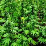 decriminalize weed marijuana in Jamaica