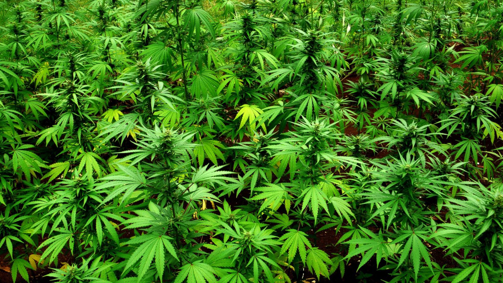 decriminalize weed marijuana in Jamaica