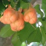 dangers of eating ackee