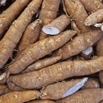 cassava can be poisonous