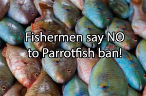 parrotfish ban in Jamaica
