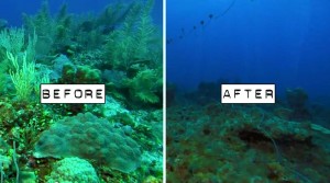 pictures images video coral reeefs dying