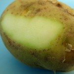 eating potato can be dangerous