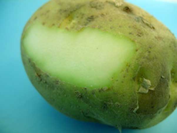 never eat a green potato