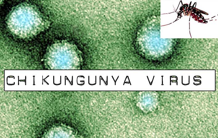 untreatable mosquito virus Chikungya pictures in Jamaica