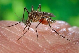 aedes-aegypti-mosquito1