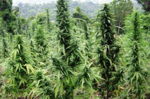 be careful when legalizing marijuana