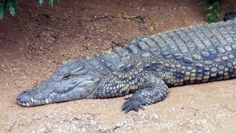 crocodile greater portmore primary St Catherine Jamaica