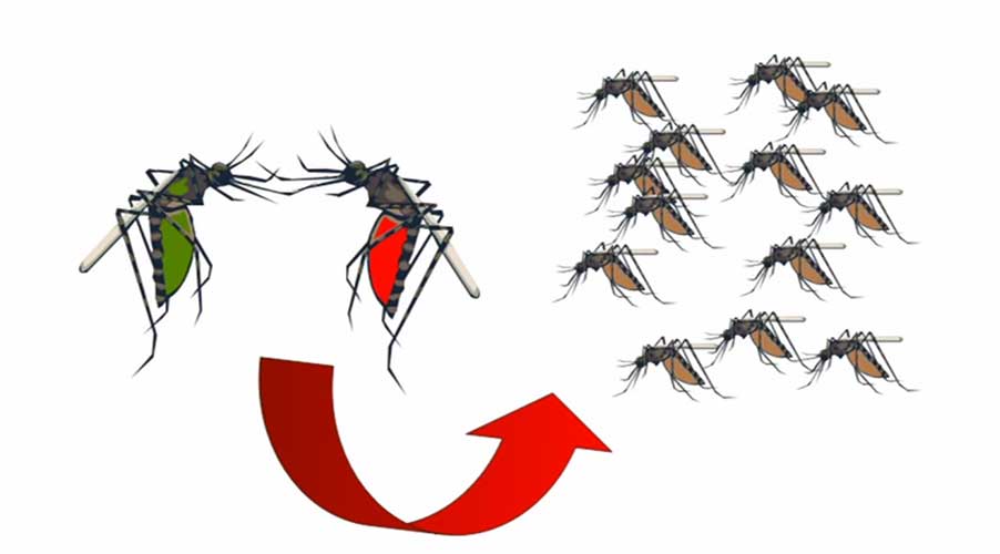 how to eliminate mosquito borne viruses