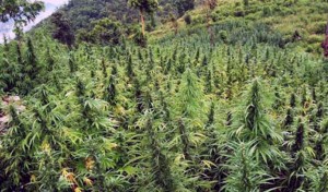 Jamaica must not wait to legalize marijuana