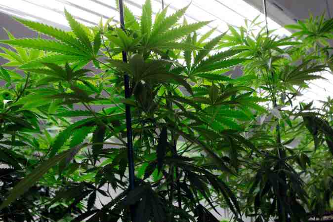marijuana weed industry growing