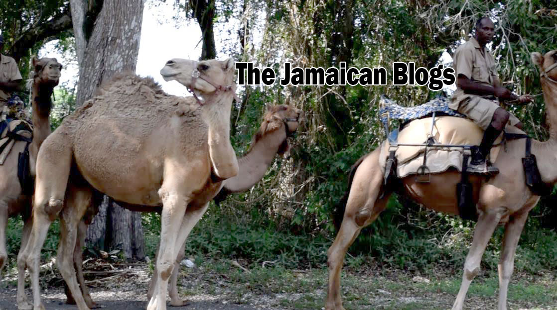 Can you identify this place in Jamaica?