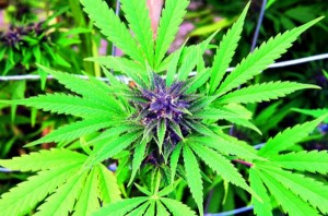 via jamaicaobserver.com