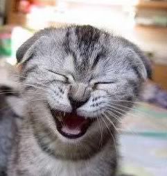 cute-kitten-laughing2