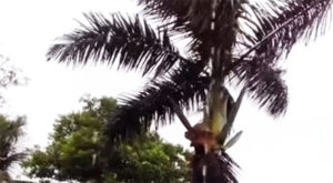 palm