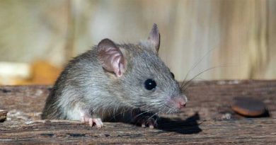 Leptospirosis Suspected Cases Increase to 71